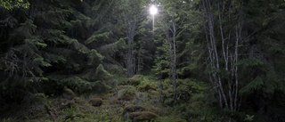Det finns inget artutdöende i svenska skogar