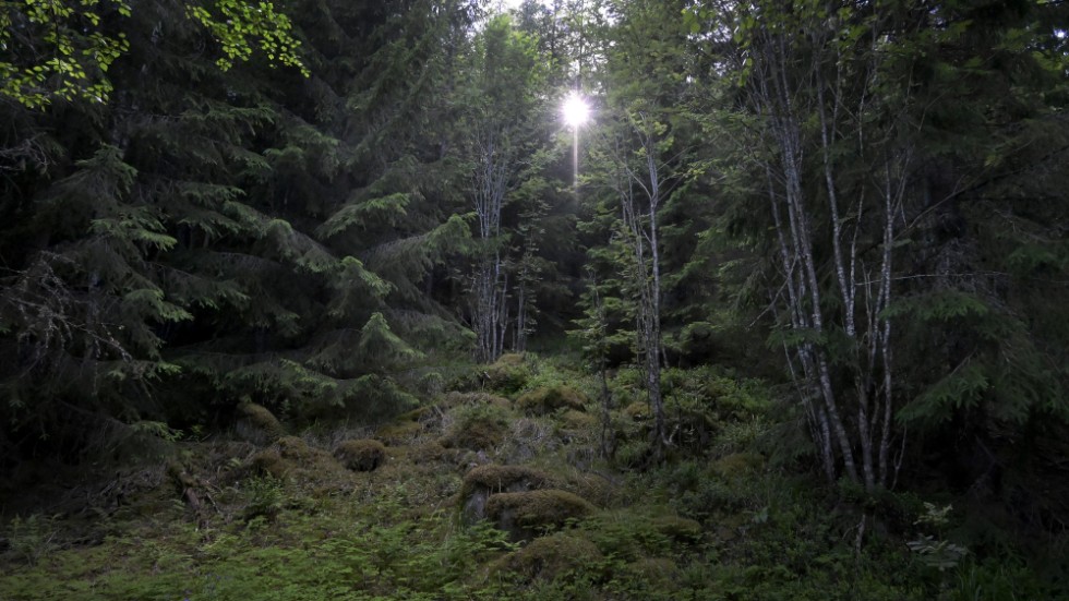 Skogar med naturvärden fortsätter att avverkas och antalet rödlistade och hotade arter ökar i skogen, skriver Peter Westman och Peter Roberntz, WWF.