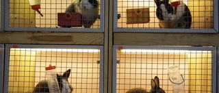 Enköpingsbo med djurförbud vanvårdade kaniner