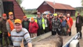 De fällde älg på första drevet – så många älgar ska fällas i Östergötland i årets jakt