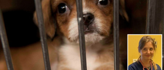 Veterinären om ökningen av smuggelhundar: "Man vill inte se hundar lida"