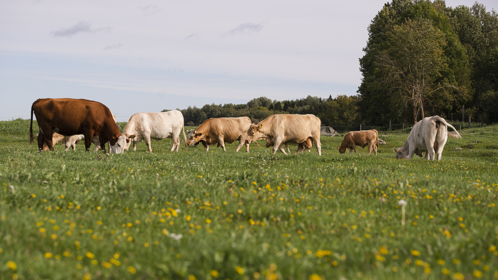 Kor på naturbetesmark.