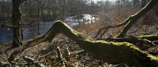 Död ved i skogen främjar biologisk mångfald