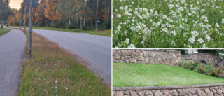 Därför är vissa grönområden inte klippta i Vimmerby