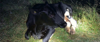 Dräktig ko låg skadad i flera dagar – då larmade grannen