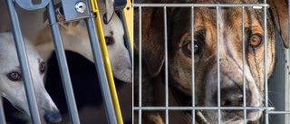 Misären: Hundvalpar tvingades in i marsvinsbur – utan vatten