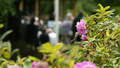 INSÄNDARE: Rosenforsparken är inte bortglömd