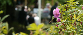 INSÄNDARE: Rosenforsparken är inte bortglömd