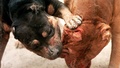 Berömde aggressiv hund som gjorde utfall mot poliser