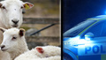Åtta lamm rymde från gård – slutade i polisanmälan