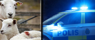 Åtta lamm rymde från gård – slutade i polisanmälan