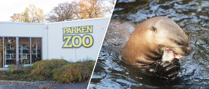196 djur avlivades på Parken Zoo – svarar inte på frågor