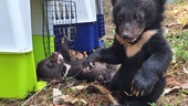 Rödlistade björnungar hittade i privat bostad