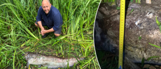 Martin hittade monsterfisk på land: "Huvudet är 26 cm brett"