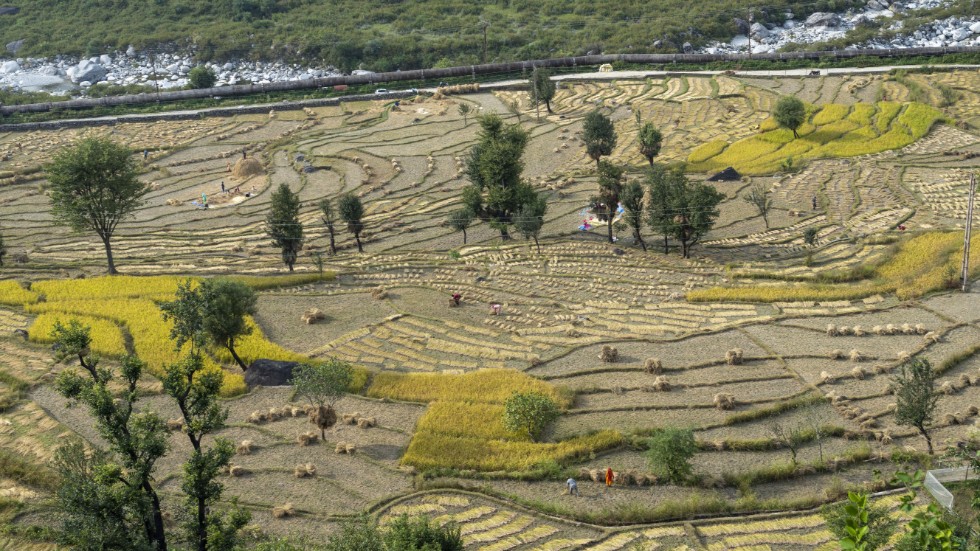 Indien exporterar mest ris i världen. På bilden syns skördearbete i byn Badhsar nära Dharamshala.