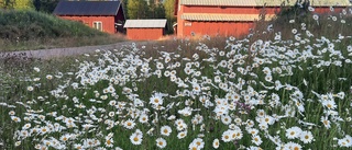 En sommaräng i Kaunisvaara, läsarbild av Agnetha Lantto