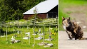 The cemetery that offers a farewell fit for furry friends