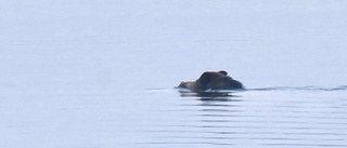 Åke i Almvik lyckades fota ett simmande vildsvin: "Jätteroligt"