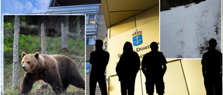 Naturbevakare: "Björnen jagades med skoter"