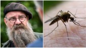 Varningen: Mygginvasionen kan bli ännu värre i veckan