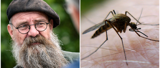 Experten om myggplågan: ”Är nyparade och vill ha blod”