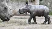 Djurvårdare dödad i norshörningsattack på zoo