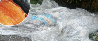 Fyndet i skogsdungen – 800 kilo dumpad lax: "Jättemärkligt"