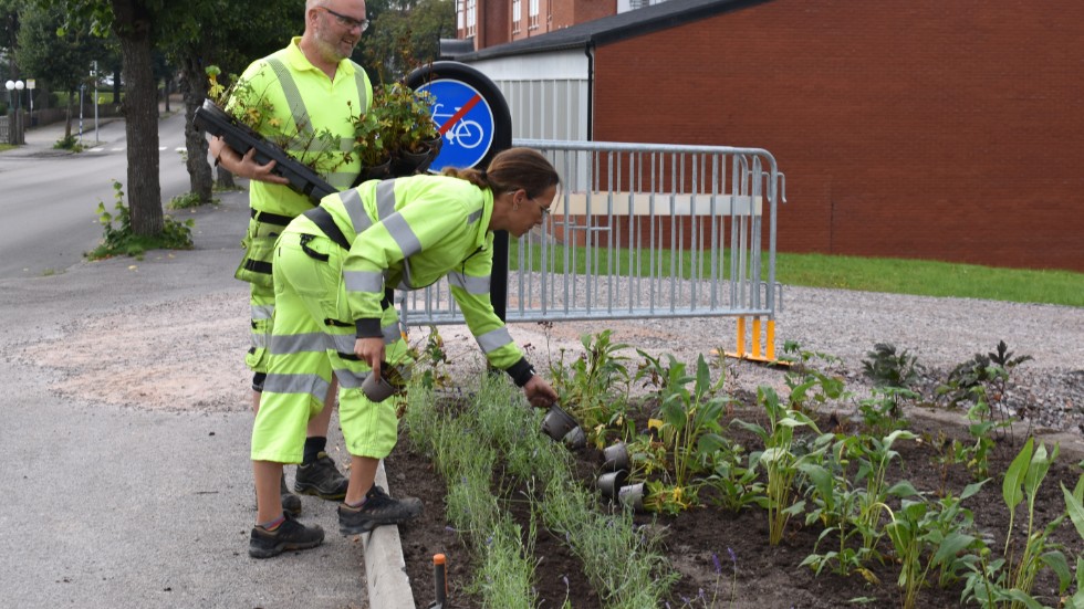 Andreas Roth och Mikaela Johansson från gatukontoret kämpar med att få klart med de sista planteringarna i rabatten längs Drottninggatan. 