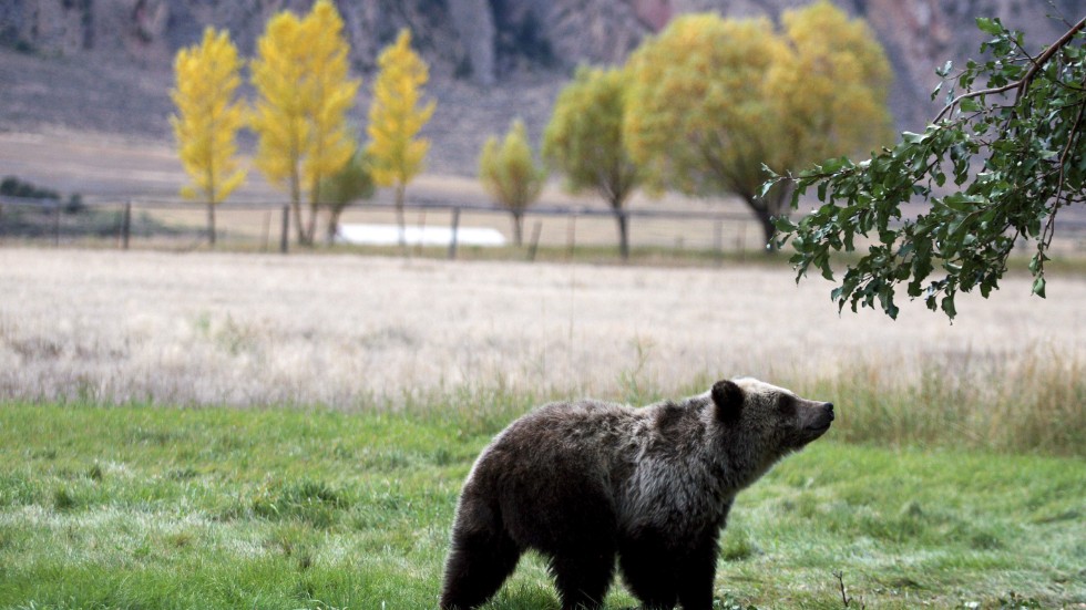 En grizzlybjörn på jakt efter fallfrukt i närheten av nationalparken Yellowstone. Arkivbild.
