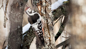 Utrotningshotad fågel häckar i Västerbotten – flest i Sverige