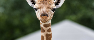 Stopp i tullen för giraffbajs