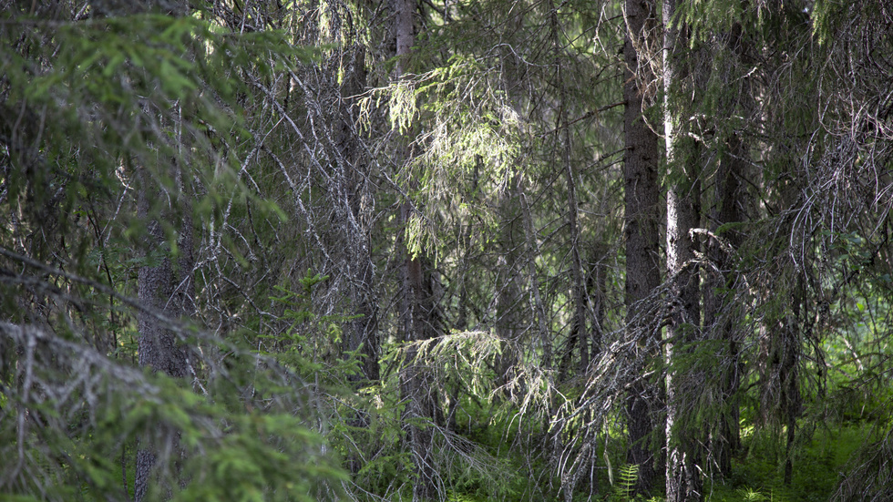 Granskog i Västerbotten. Arkivbild.