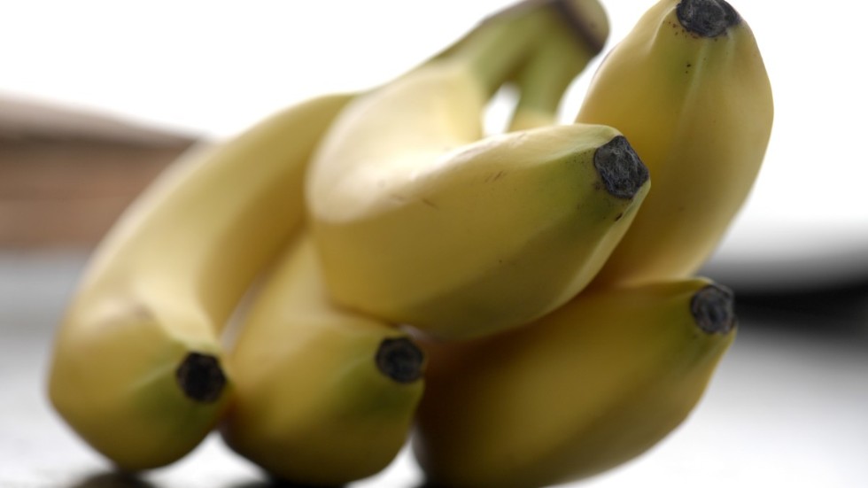 Bananen Cavendish står för nästan hälften av de 100 miljarder bananer som konsumeras världen över. Den kommersiella grödan ger hög avkastning och dess hårda skal och långa hållbarhet gör att den tål att fraktas över hela världen. 