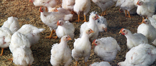 Stort utbrott av fågelinfluensa på gård i Östergötland