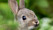 Rapporter om kaninpest i Halland