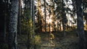 Naturskyddsföreningen: "Hotet mot skogen i Nåsten är överhängande"