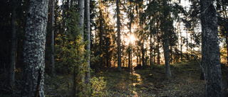 Dags att skydda skogen i Hågadalen-Nåsten