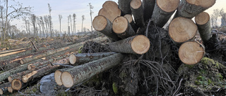 Allt färre skogar huggs i Sverige