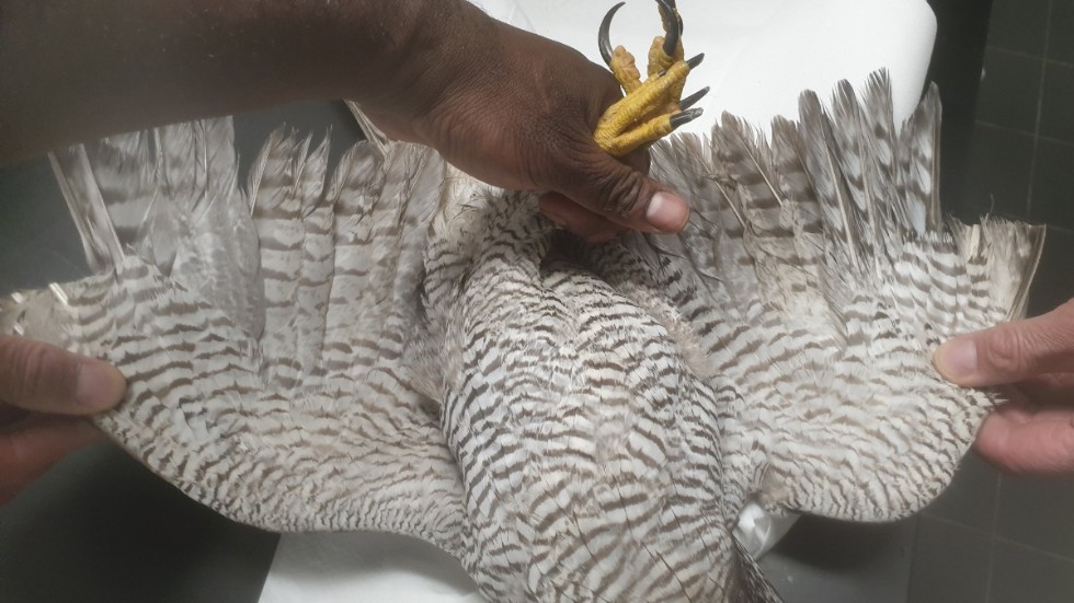 "Exakt lika många handpennor på respektive vinge var avklippta i en jämn och fin linje", skriver Stockholms vildfågel rehab i inlägget på Facebook.