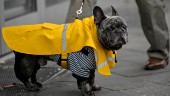 Kravet: Minst två hundpromenader om dagen