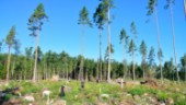 Granbarkborren minskar i Vimmerby • "Men vi har en riskfaktor ifall det blir en varm sommar igen" • Ökar i landet
