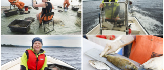 Nät vittnar om tillgången på fisk i Norrbotten