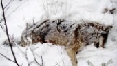 Jägare vill skjuta fler vargar – överklagar