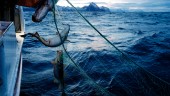 Hundra ton fiskeredskap upplockade ur havet