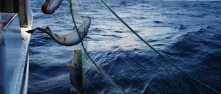 Hundra ton fiskeredskap upplockade ur havet