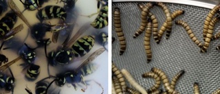 Udda misstanken: Man spred ut insekter på kafé