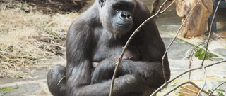Babylycka hos Kolmårdens gorillor: "Superkul"