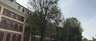 Döda träd i centrum ska ersättas