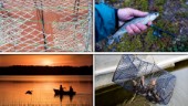Tjuvfiske av kräftor hotar yrkesfisket: "Jättebekymmer"