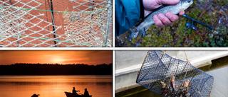 Tjuvfiske av kräftor hotar yrkesfisket: "Jättebekymmer"